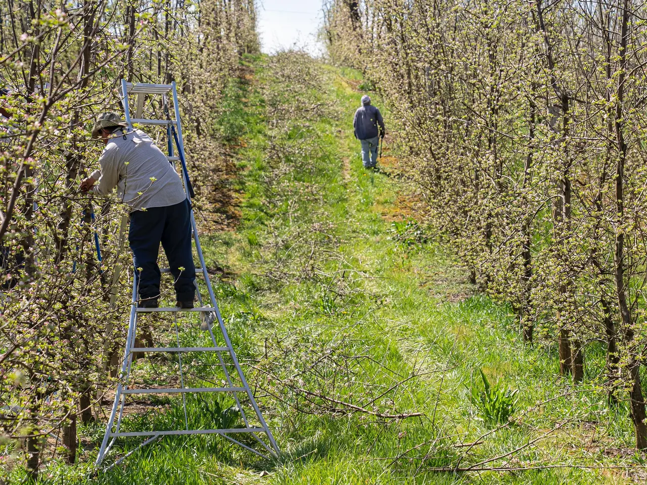 arboriculture