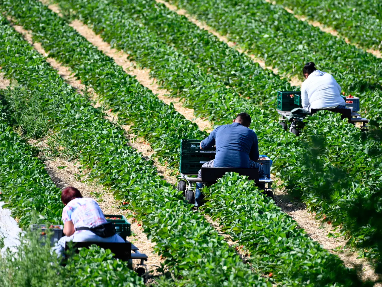 conditions de travail agriculture