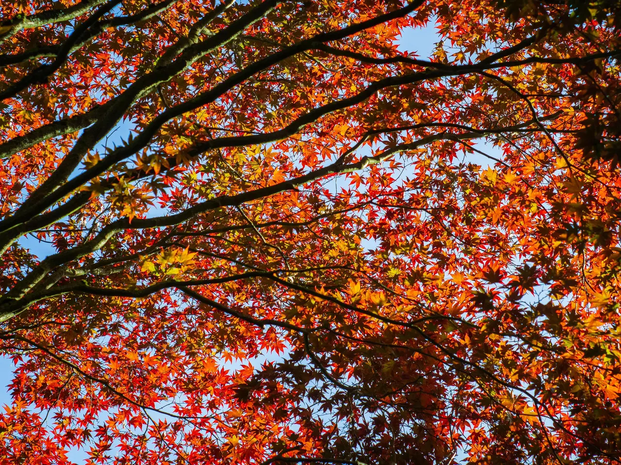 automne
