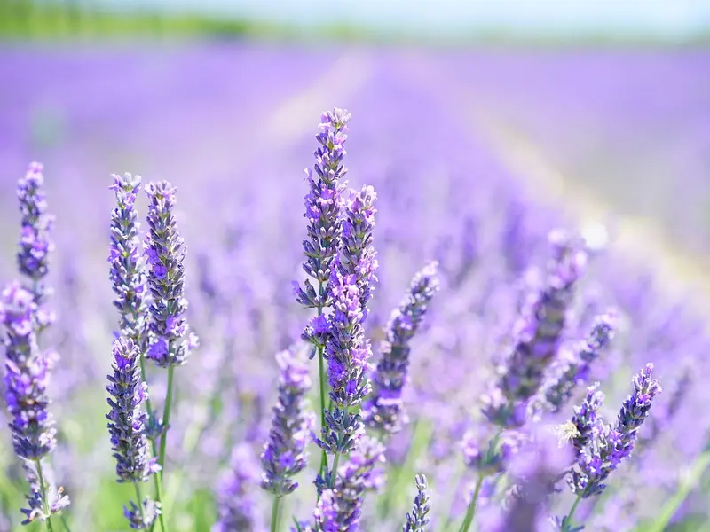 été