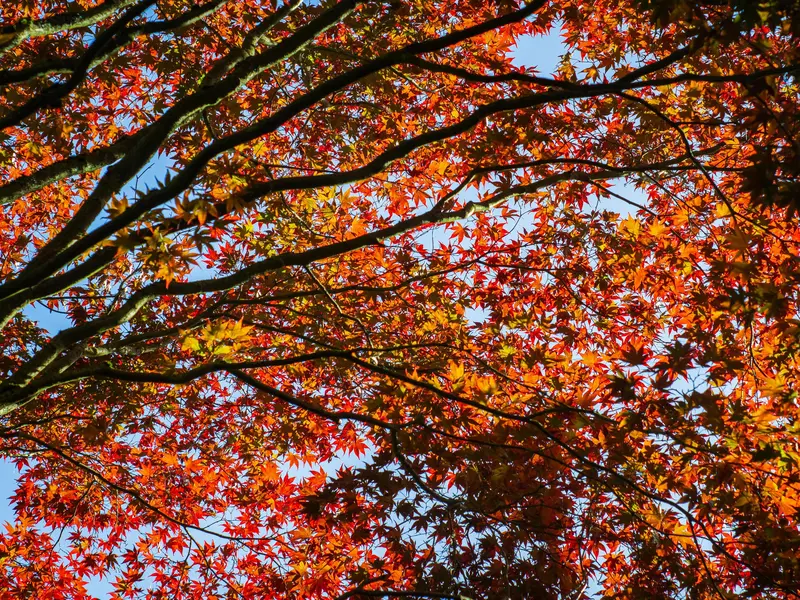automne