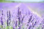 été