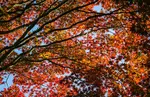 automne